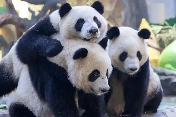 Guangzhou Private Safari Tour with Ride and Giant Panda viewing - Key Points