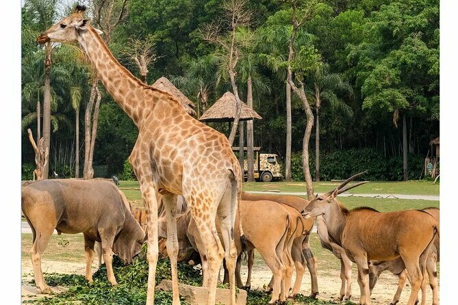 Guangzhou Private Safari Tour with Ride and Giant Panda viewing - An Overview of the Experience