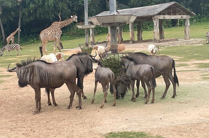 Guangzhou Private Safari Tour with Ride and Giant Panda viewing - Practical Tips for Your Visit