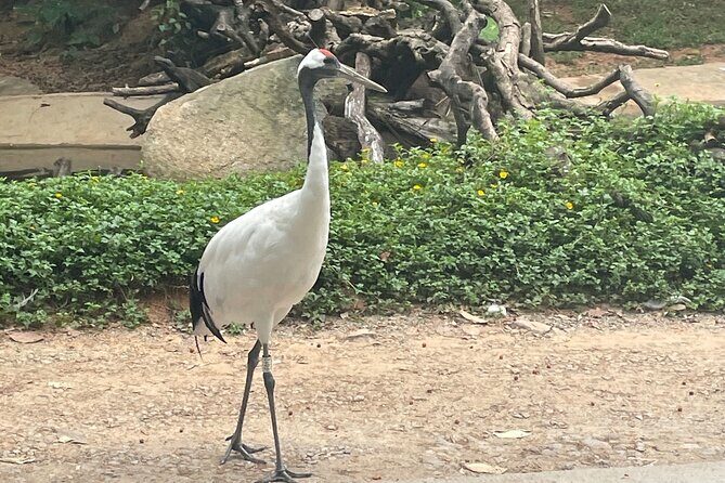 Guangzhou Private Safari Tour with Ride and Giant Panda viewing - Who Would Love This Tour?