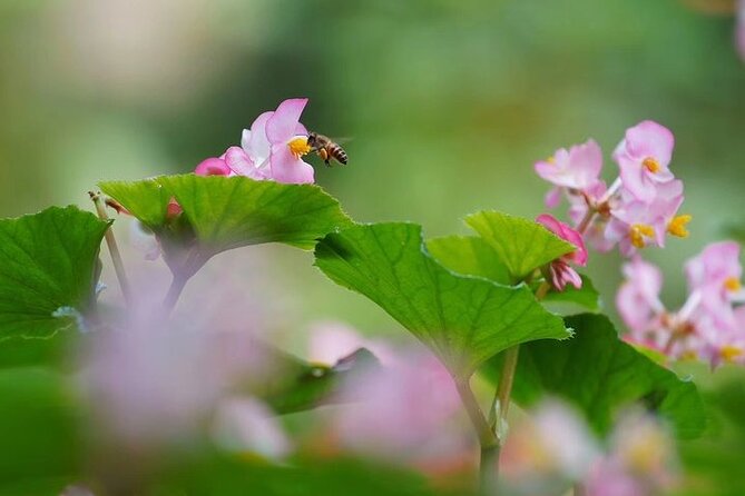 Guangzhou South China National Botanical Garden Private Day Tour - Transportation and Pickup