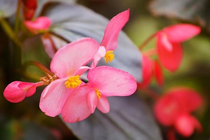 Guangzhou South China National Botanical Garden Private Day Tour - Pricing and Inclusions