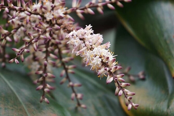 Guangzhou South China National Botanical Garden Private Day Tour - Booking Information