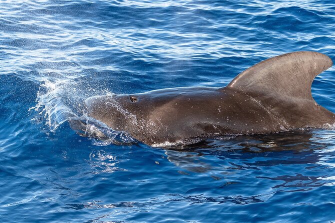 Guaranteed Dolphin and Whale Watch Tour in Kona - Cancellation and Accessibility Policy