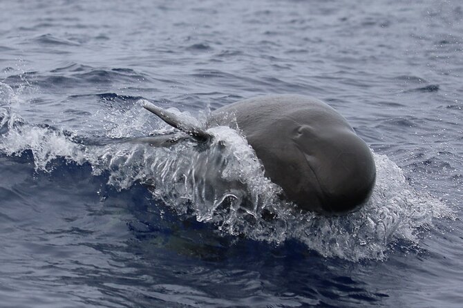 Guaranteed Dolphin and Whale Watch Tour in Kona - Sightseeing Schedule and Tour Times