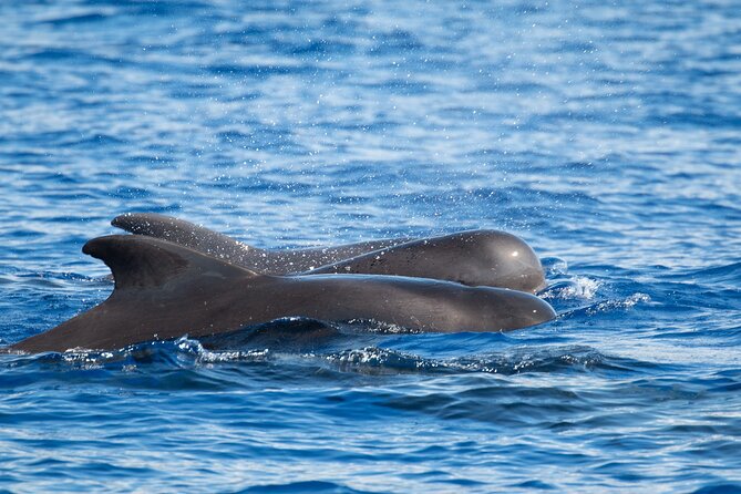 Guaranteed Dolphin and Whale Watch Tour in Kona - Additional Details to Note