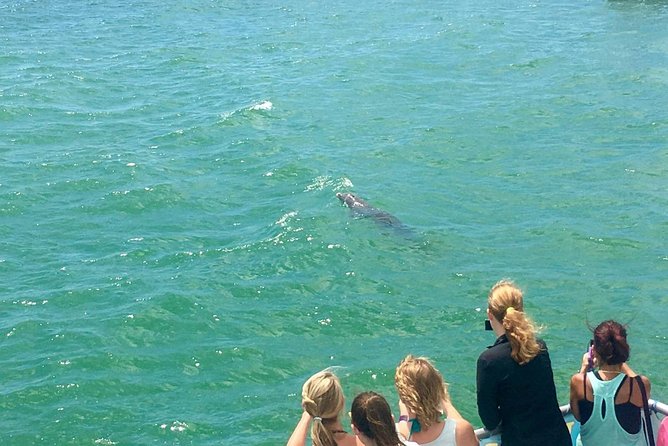 Guaranteed Dolphin Sighting Tour on Tropics Boat Tours - Live Commentary by Crew