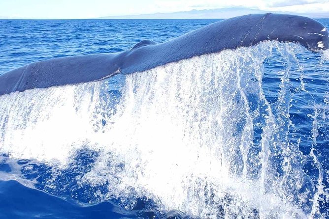 Guaranteed Whale Watch in Kona - Inclusions: Whats Covered in the Tour