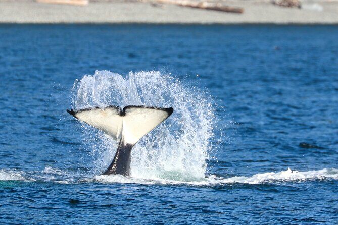 Guaranteed Whale Watch Tour from Anacortes - How Successful is the Tour?