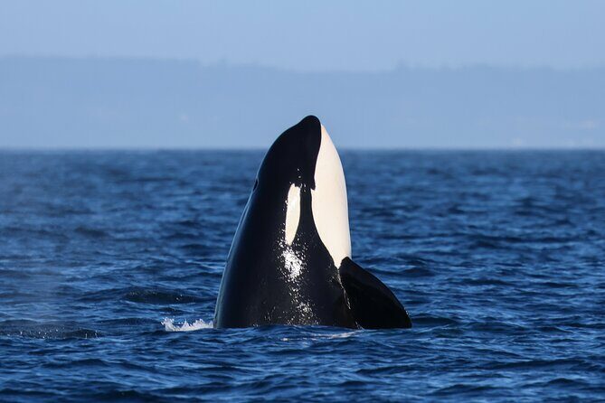 Guaranteed Whale Watch Tour from Anacortes - Authentic Feedback from Guests