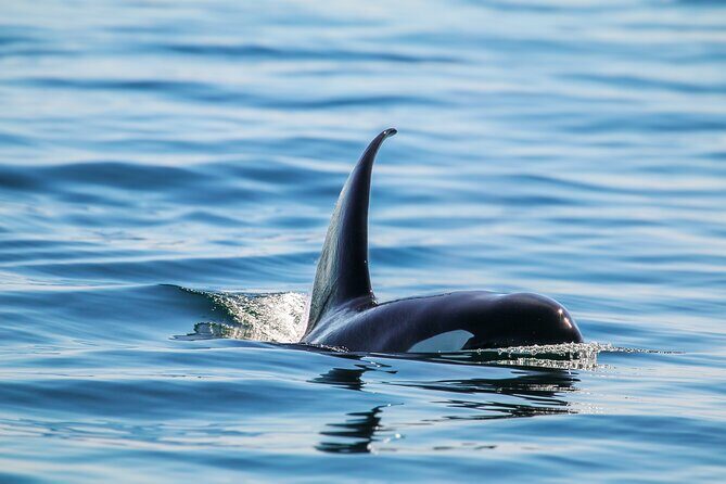 Guaranteed Whale Watch Tour from Anacortes - The Sum Up: Who Will Get the Most Out of This Experience?