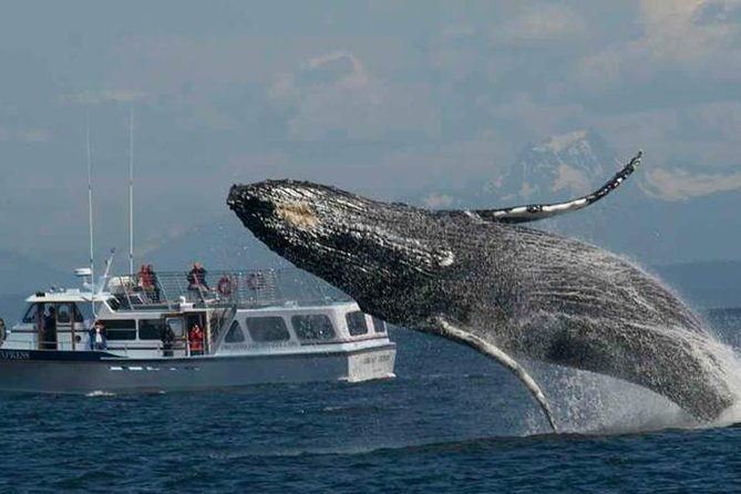 Guaranteed Whale Watching Tour - Unique Features