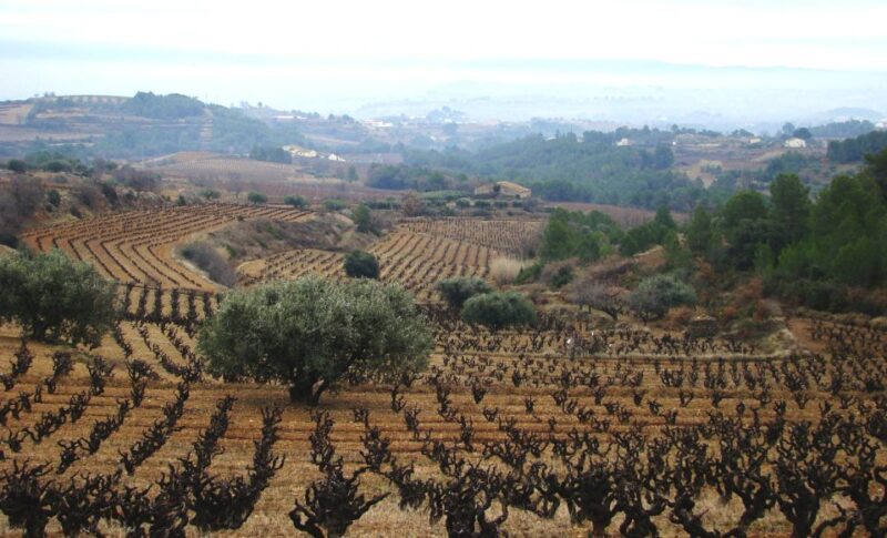 Guardiola De Font-Rubi: Winery & Grill Menu Tour - Pricing and Booking Details