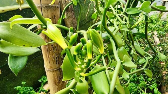 Guatape Rock & Coffee Farm Tour - Booking Information
