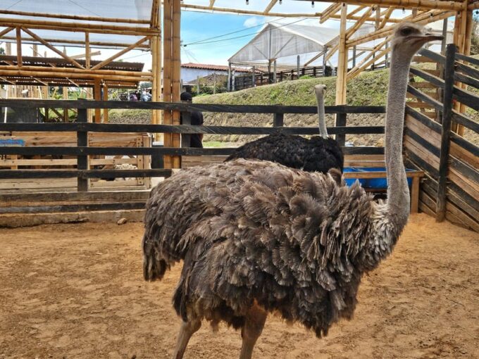 Guatapé, Stone of Peñol, Replica Peñol, New Peñol, Animals - Recap