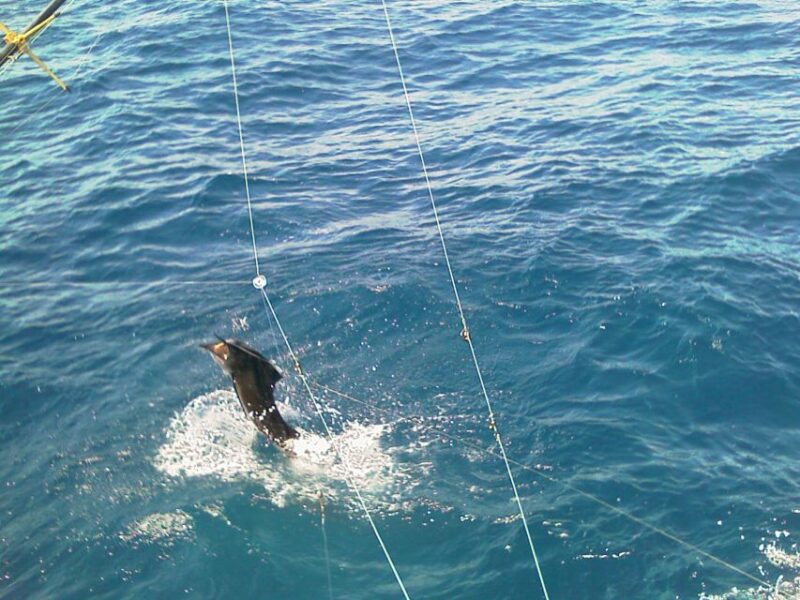 Guatemala 4-Day Private Sport Fishing Package Tour - Included in the Package