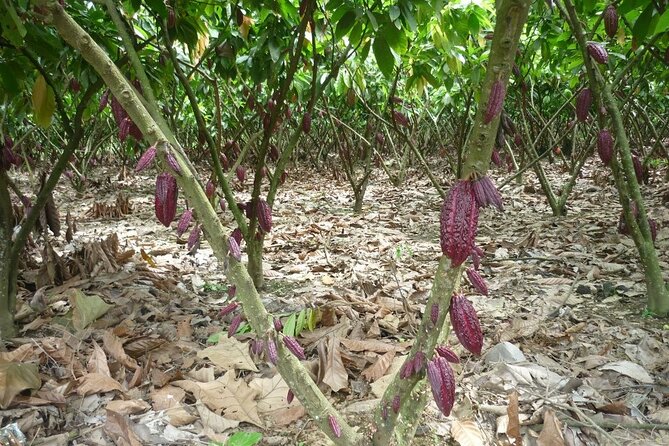 Guayaquil City Tour & Chocolate Farm With Typical Lunch PRIVATE Day Trip - Visiting the Chocolate Farm