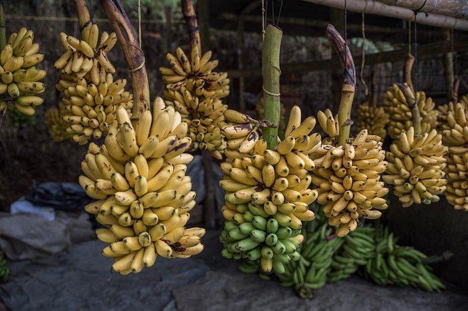 Guayaquil to Cuenca One-Way Tour With Cajas Park and a Cacao Farm Visit - Itinerary Highlights