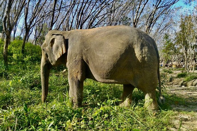 Guide Tour to Khaolak Elephant Sanctuary in Small Group - Key Points