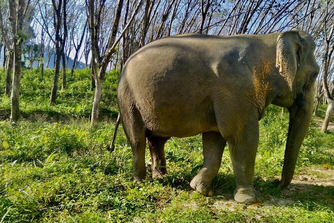 Guide Tour to Khaolak Elephant Sanctuary in Small Group - Highlights of the Guided Eco-tour Experience