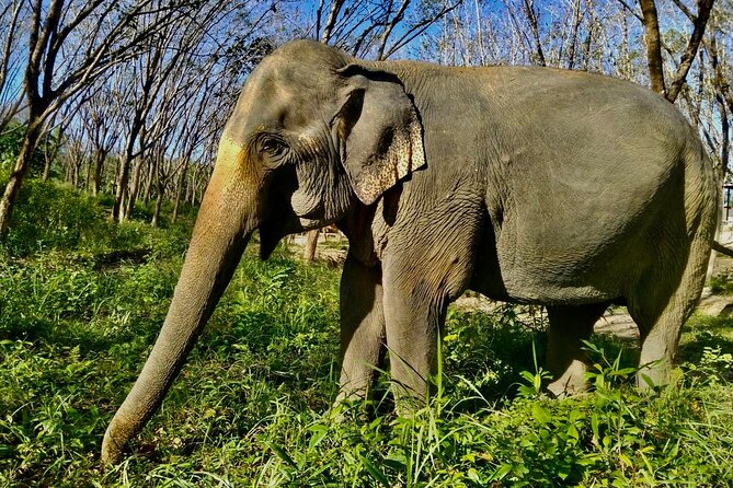 Guide Tour to Khaolak Elephant Sanctuary in Small Group - Customer Feedback and Tour Ratings
