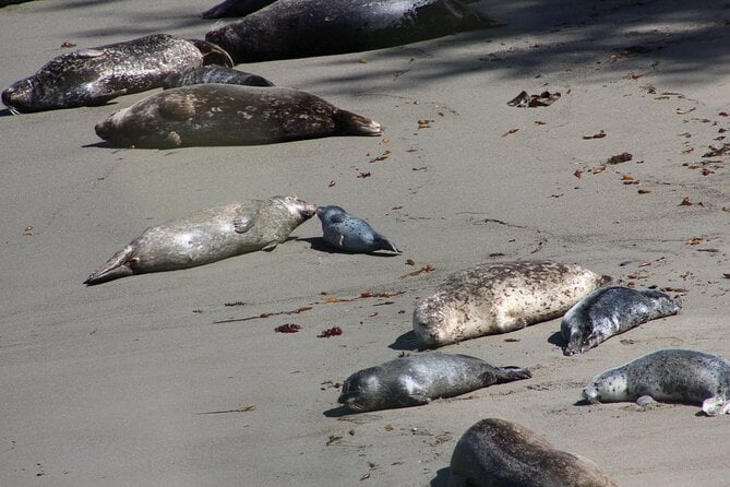 Guided 2-Hour Point Lobos Nature Walk - Duration and Schedule