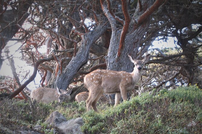 Guided 2-Hour Point Lobos Nature Walk - Parking Information
