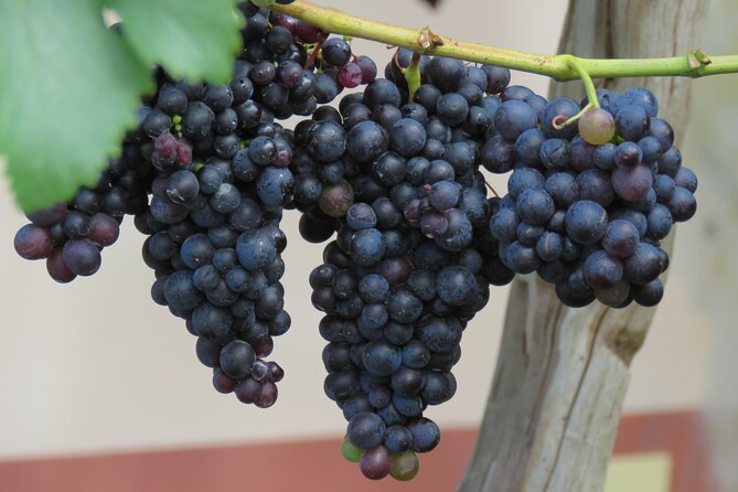 Guided 4x4 Adventure and Skywalk With Wine and Tapas in Madeira - Booking and Cancellation Policy