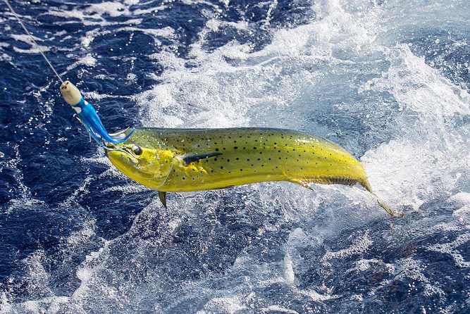 Guided 8 HR Full Day Fishing / Snorkel Private Charter Trip 40 Mega Bite - About Your Stay