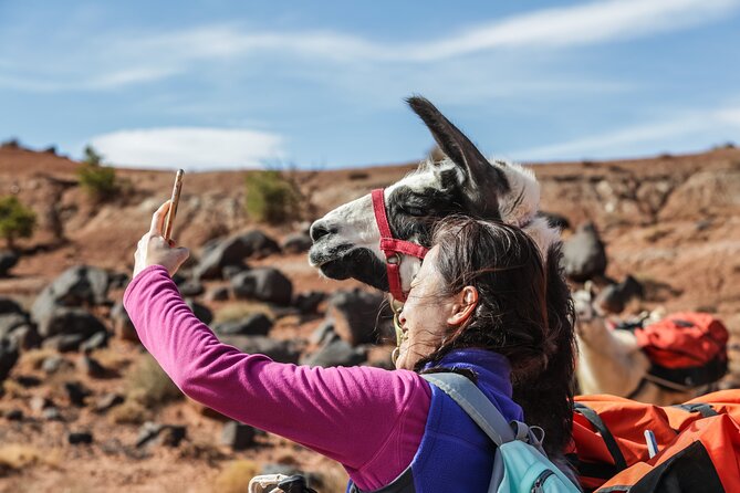 Guided Awesome 2-Hour Llama Hikes Private Experience - Meeting and Pickup
