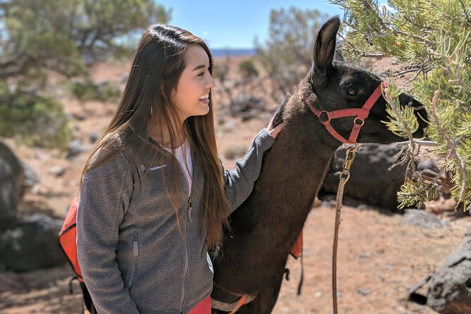 Guided Awesome 2-Hour Llama Hikes Private Experience - Availability