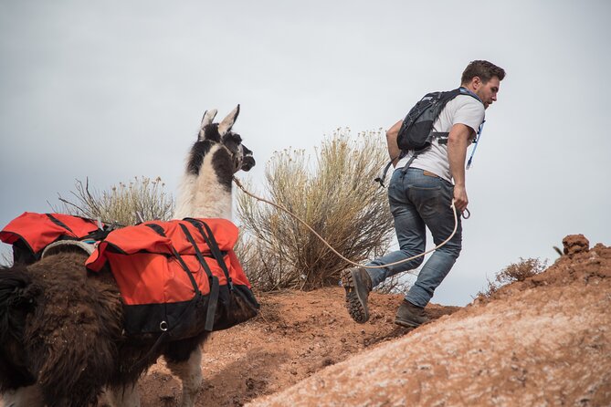 Guided Awesome 2-Hour Llama Hikes Private Experience - Important Information