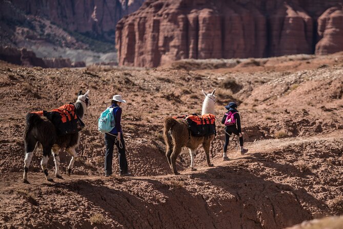 Guided Awesome 2-Hour Llama Hikes Private Experience - Connecting With Llamas