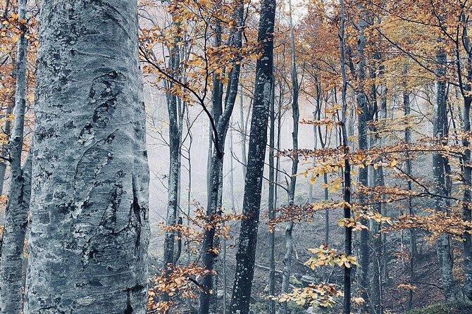 Guided Balkan Deep Forest Tour - The Beautiful Balkan Forests