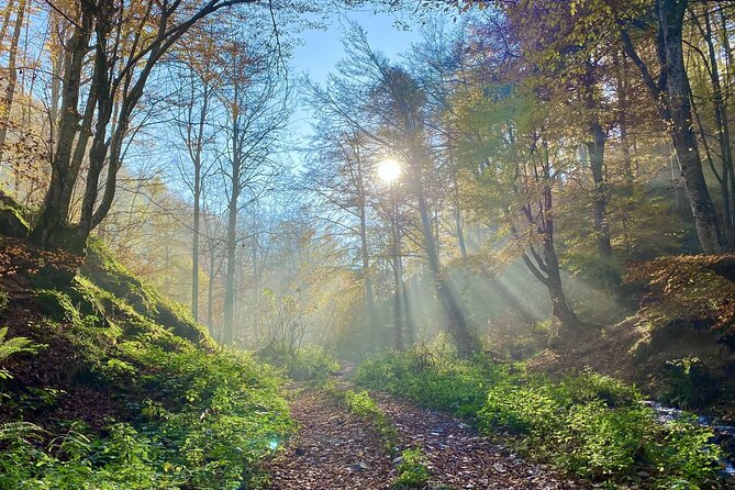 Guided Balkan Deep Forest Tour - Highlights of the Walking Tour