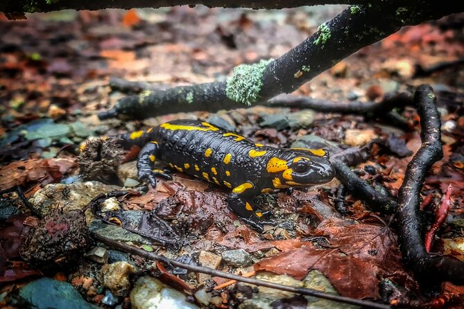 Guided Balkan Deep Forest Tour - Preparing for the Adventure