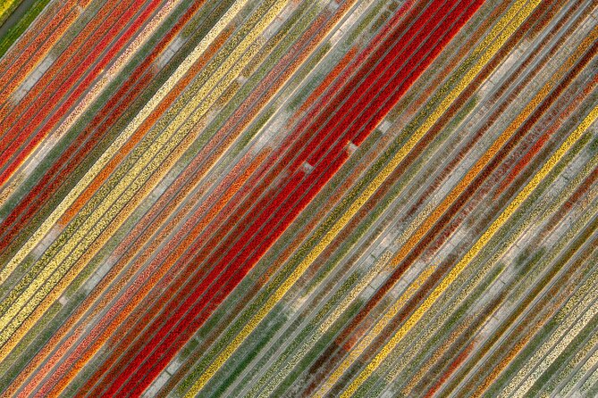 Guided Bike Tour Along the Dutch Tulip Fields in Noord Holland - Discover Tulip Farming Culture