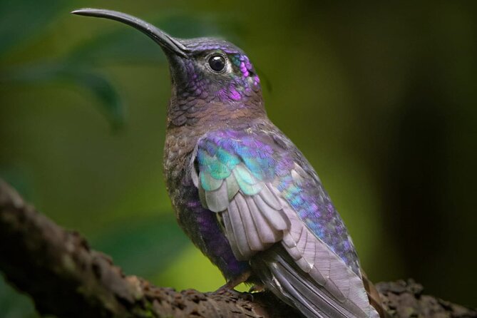 Guided Bird Watching Tour in Monteverde - Key Points
