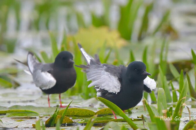 Guided Birdwatching Day Trip to the Danube Delta - Private Program - Experienced Local River Captain and Guide