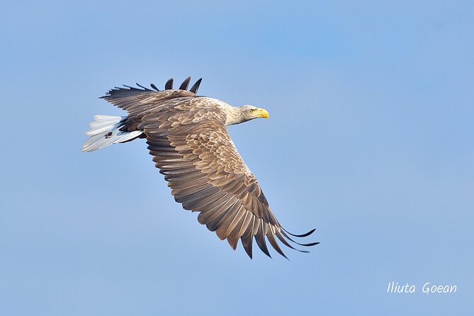 Guided Birdwatching Day Trip to the Danube Delta - Private Program - Included Services and Additional Costs