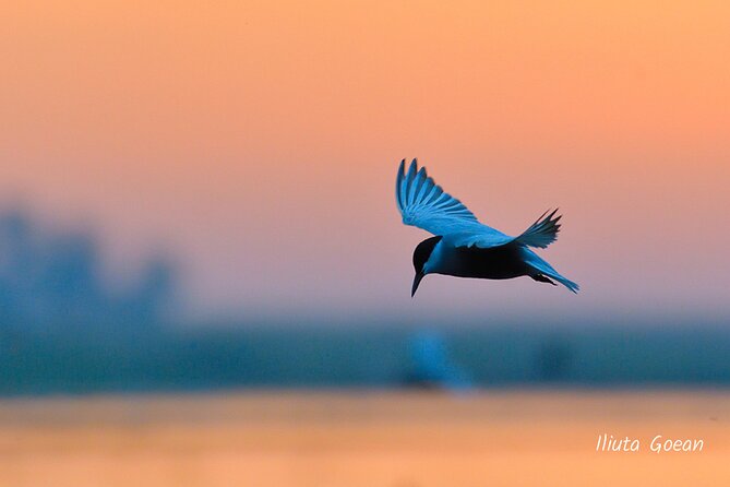 Guided Birdwatching Day Trip to the Danube Delta - Private Program - Preparation and Recommended Items