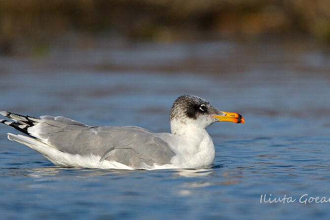 Guided Birdwatching Day Trip to the Danube Delta - Private Program - Positive Traveler Feedback and Experiences