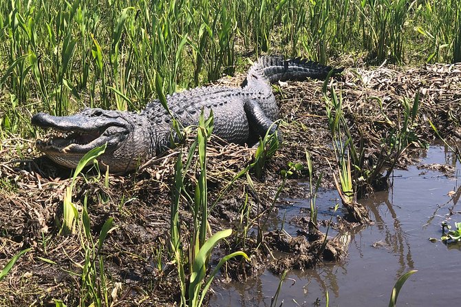 Guided Boat Tour of New Orleans Bayou and Wildlife - Special Offer
