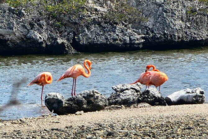 Guided Bonaire North and South Tour - Key Points