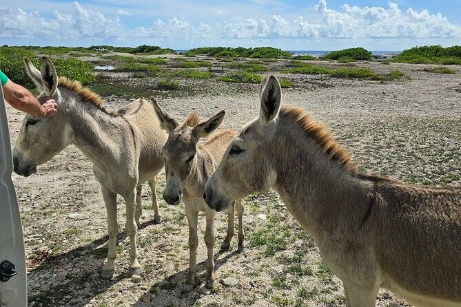 Guided Bonaire North and South Tour - What the Reviews Say
