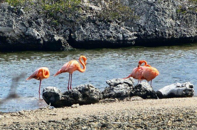 Guided Bonaire North and South Tour - FAQs