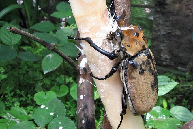 Guided Butterfly Conservatory Tour in Costa Rica - Meeting Information
