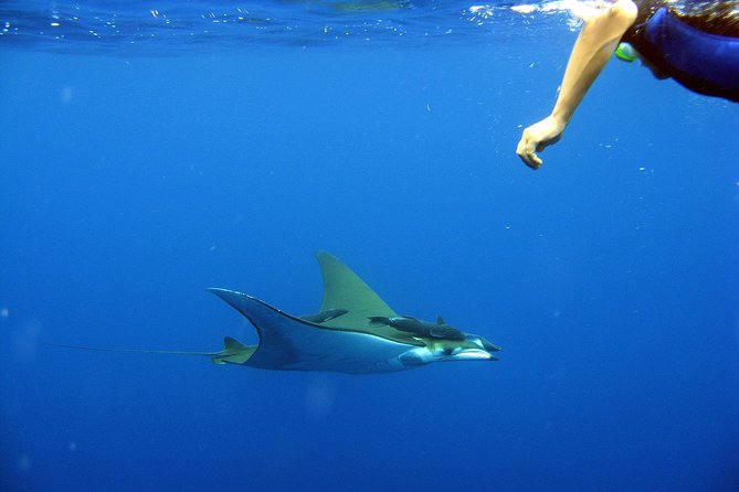 Guided by Divemaster, Cabo San Lucas Short Snorkeling Tour MANTA - Traveler Restrictions