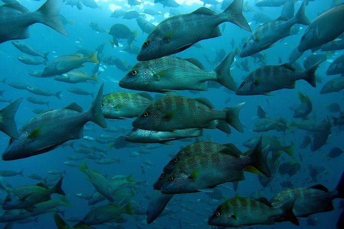 Guided by Divemaster, Cabo San Lucas Short Snorkeling Tour MANTA - Participant Reviews