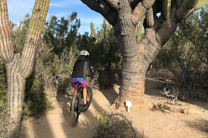 Guided Cactus Forest Mountain Bike Experience in La Ventana - An In-Depth Look at the Cactus Forest Bike Tour
